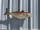 In Stock 29 Inch Redfish Fish Mount - Side View