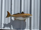 In Stock 29 Inch Redfish Fish Mount Replica