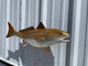 In Stock 29 Inch Redfish Fish Mount - Head View