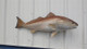 43 inch redfish fish mount