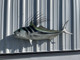 49 inch roosterfish fish mount for sale