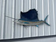 71 inch sailfish half mount fish replica
