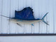 In Stock 71 Sailfish Fish Mount - Side View