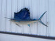 In Stock 71 Sailfish Fish Mount - Flank View