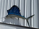 in stock 79 sailfish fish replica