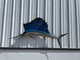 in stock 79 sailfish full mount