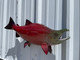 In Stock 28 Inch Sockeye Salmon Fish Mount - Head View