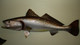 26 inch seatrout half sided fish mount replica wall view