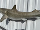 In Stock 51 Inch Tiger Shark Mount Replica - Belly View