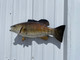 20 Inch Smallmouth Bass Half Fish Mount - Flank View