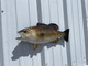 20 Inch Smallmouth Bass Half Fish Mount - Head View