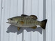 20 Inch Smallmouth Bass Green Half Fish Mount