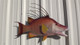26 Inch Hogfish Fish Mount