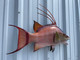 26 inch hogfish replica for sale