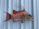 26 inch hogfish mount in stock