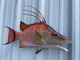26 inch hog snapper mount in stock