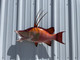 32 inch hog snapper fish replica in stock