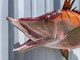 32 inch hog snapper mount in stock