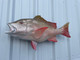 32 inch mutton snapper fish reproduction