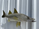 31 inch snook full mount fish replica for sale