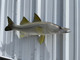 31 inch snook fish replica for sale