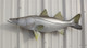 36 inch snook full mount fish replica