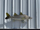 39 inch snook fish replica in stock