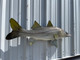 39 inch snook fish mount in stock