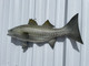 28 Inch Striped Bass Half Mount - Flank View