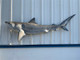 81 inch tiger shark full mount