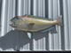 Tilefish, Golden Fish Mount - 37" Two Sided Wall Mount Fish Replica
