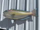 Tilefish, Golden Fish Mount - 37" Two Sided Wall Mount Fish Replica