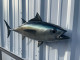 32" Blackfin Tuna Fish Mount - Top View