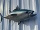 32" Blackfin Tuna Fish Mount - Head View