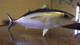 20" Blackfin Tuna 3D Fish Mount Replica - Suspension Mount