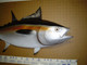35" Blackfin Tuna Half Mount Fish Replica
