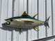 46 Inch Yellowfin Tuna Half Fish Mount - Head View