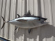 48" Bluefin Tuna Half Mount Fish Replica - Right Facing