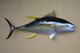 52" Yellowfin Tuna Half Mount Fish Replica