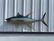55 inch yellowfin tuna half sided fish mount