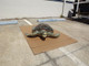 Green Turtle Mount - 48" Two Sided Wall Mount Replica