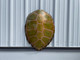 32 Inch Green Turtle Shell Half Mount Replica