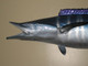 75 inch wahoo half sided fish mount for sale