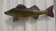 15 inch walleye fish mount