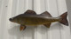 15 inch walleye full mount fish replica