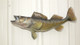 Walleye Fish Mount - 25" Two Sided Wall Mount Fish Replica