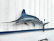 87 inch white marlin fish mount