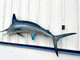 87 inch white marlin fish mount tail view
