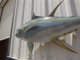 48 inch yellowfin tuna mount