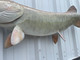 In Stock 47 Inch Muskie Fish Mount - belly View